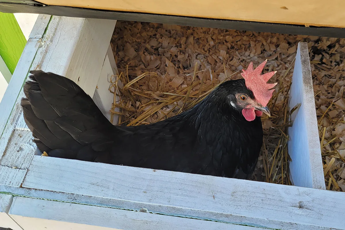 Black hen sitting inside a nest box.