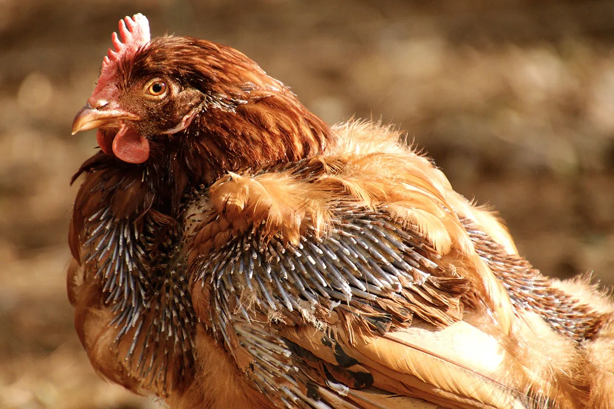A molting hen with pin feathers. 