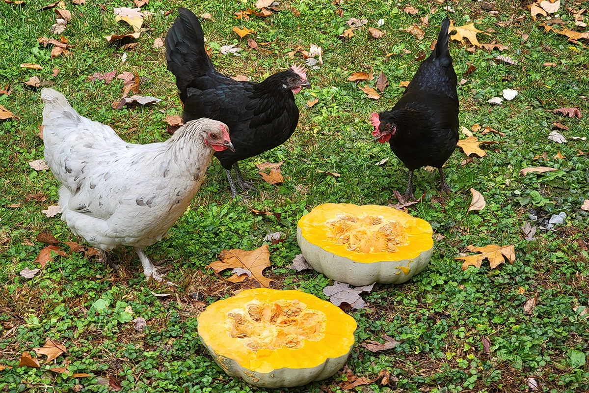 Three hens eating a pumpkin cut in half.