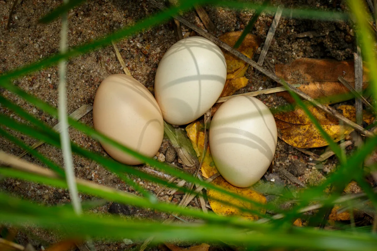 Three chicken eggs laying on the ground hidden by grass. 