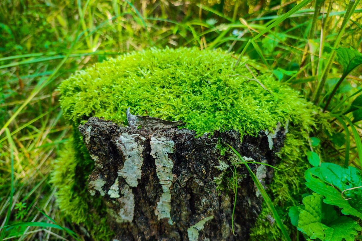 Tree stump with moss on top.