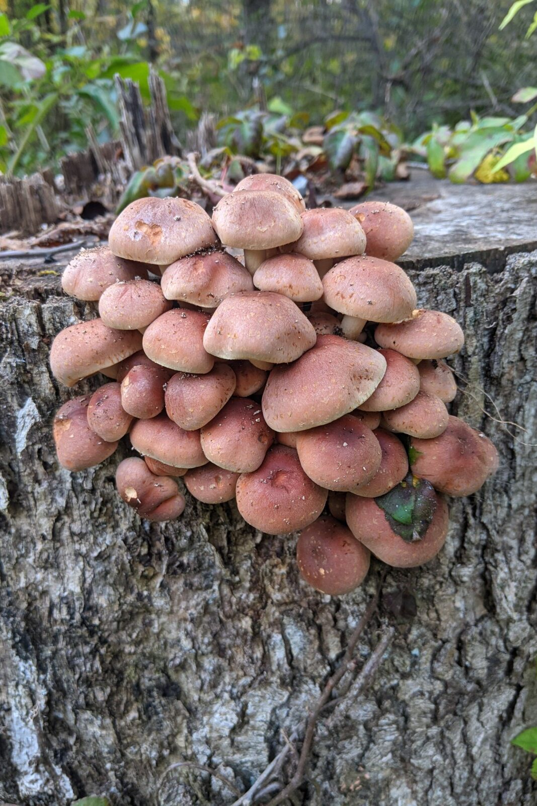 Tree stump with a cluster of mushrooms growing out the side of it. 