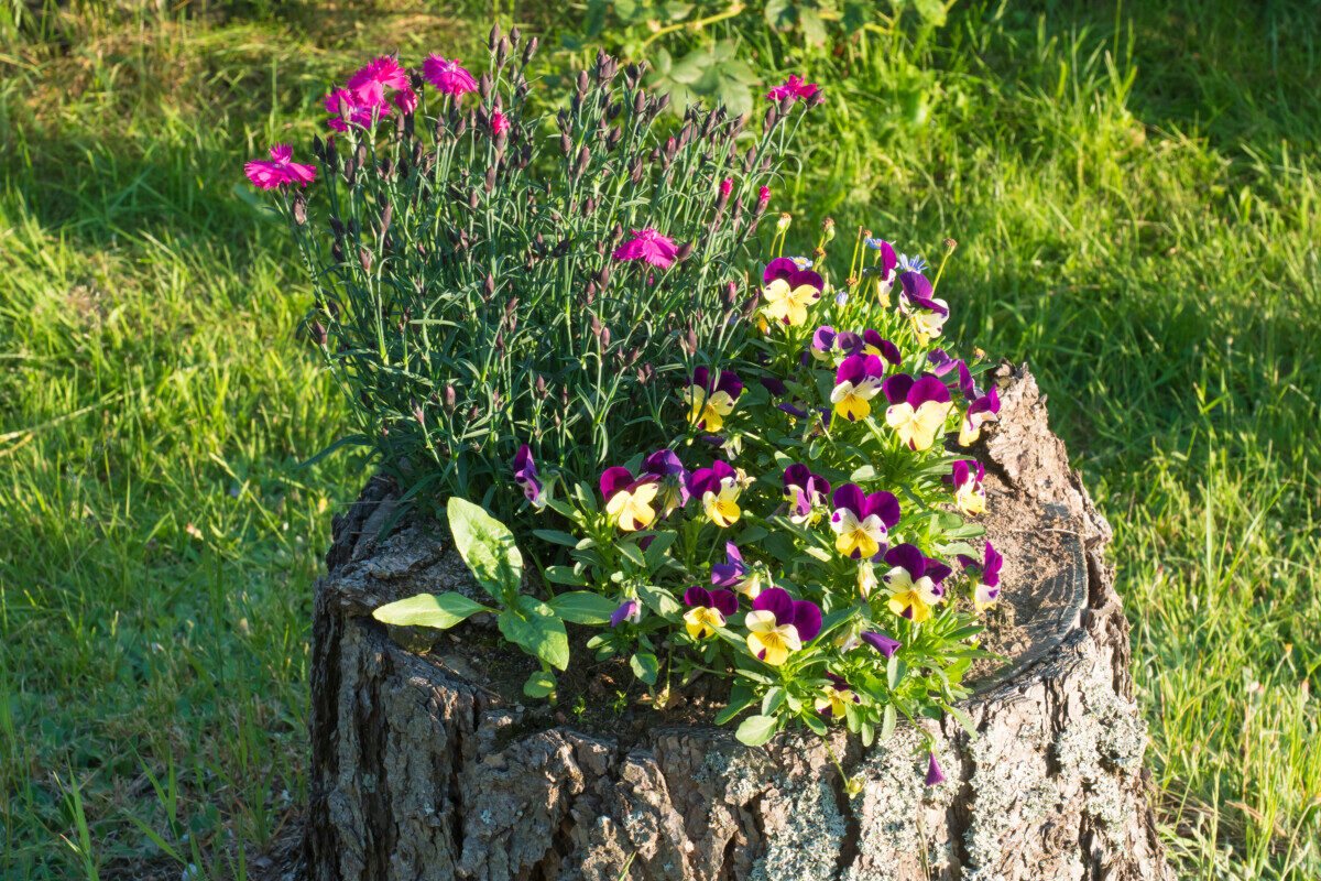 Tree stump planted with flowers.