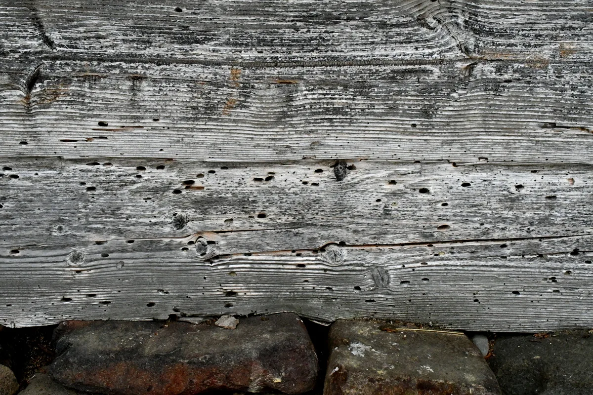 Wood with holes from insect damages.