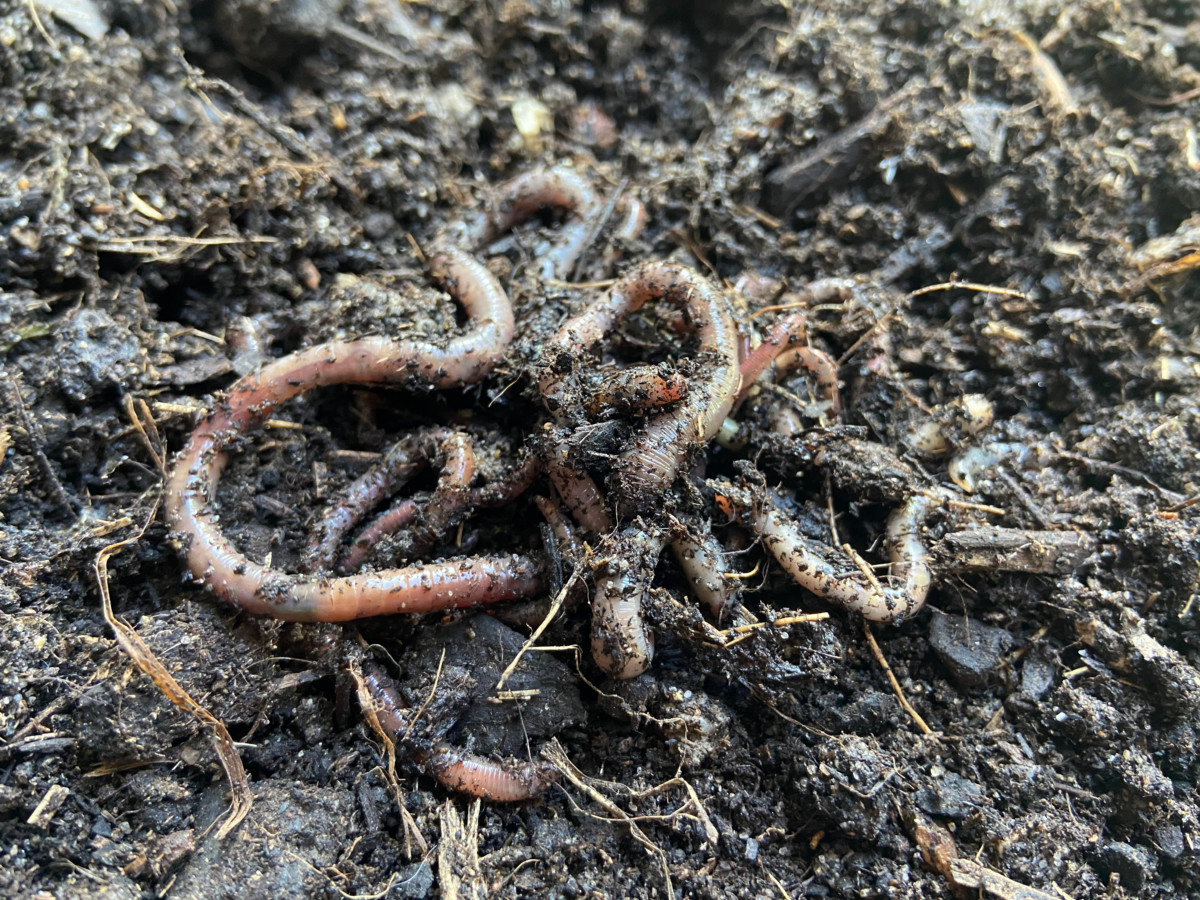worms-in-soil.jpg