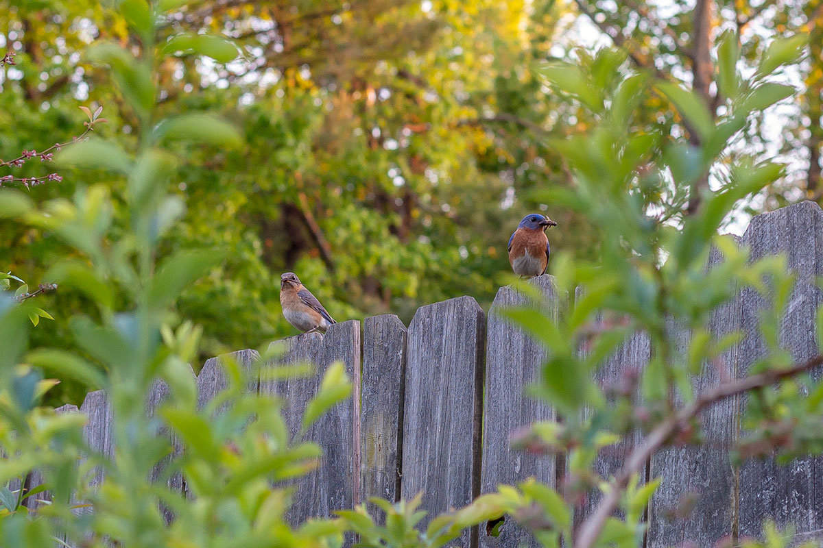 Two bluebirds perching atop a fence.