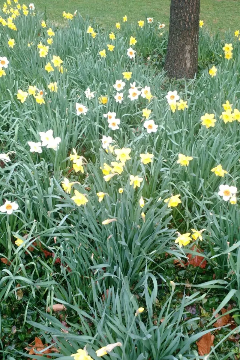 Naturalized daffodils growing around a lawn.