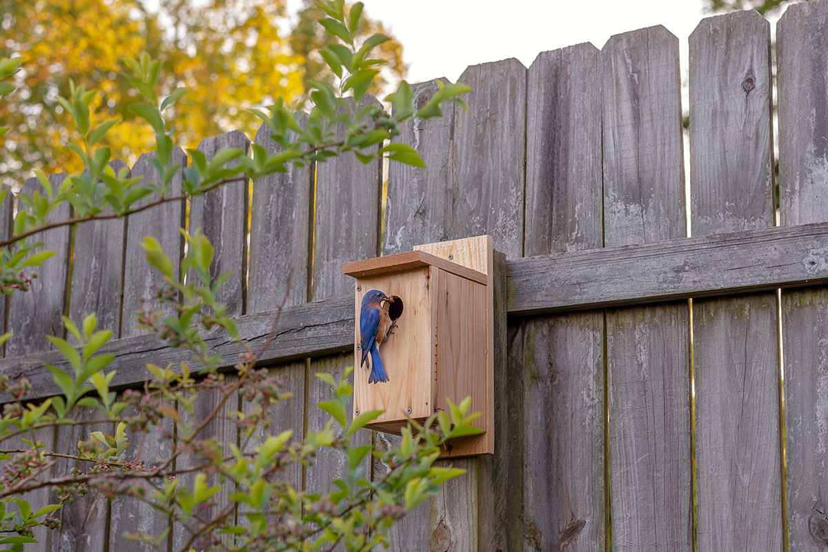 Bluebird bringing nesting materials to a nesting box.