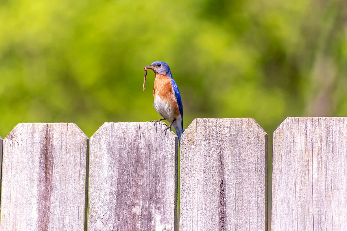 Bluebird perching on a fence with an earthworm in its beak.
