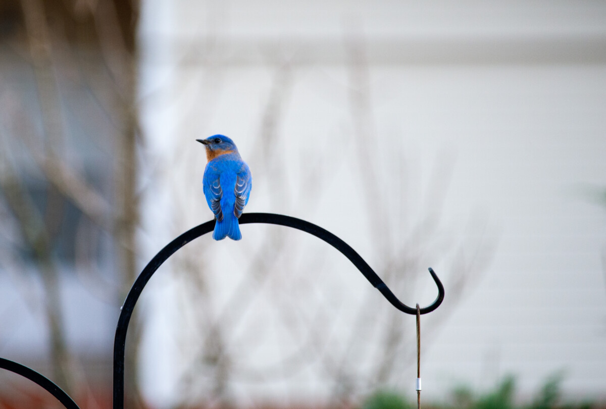 Bluebird sitting on a hook holding a bird feeder (out of view).