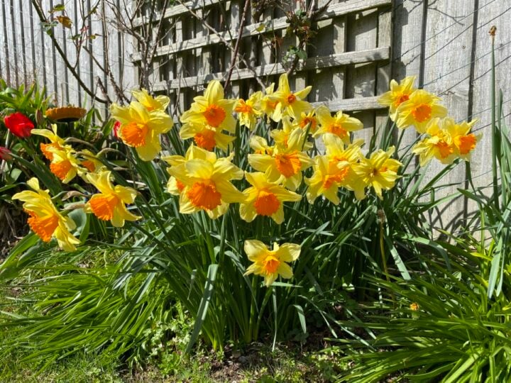 What to Do After Your Daffodils Bloom