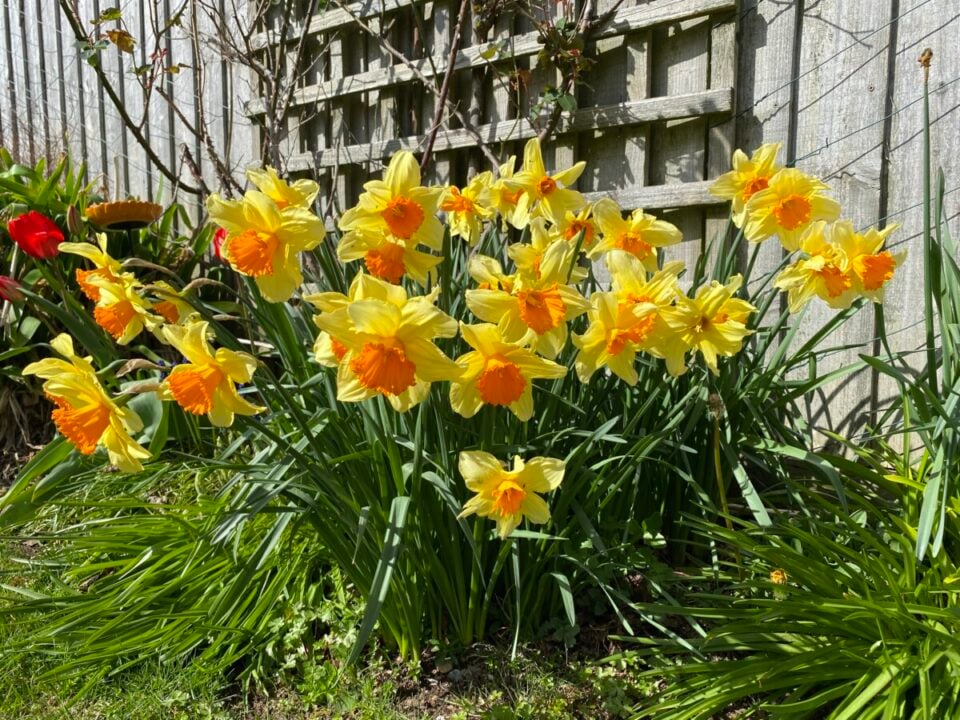What to Do After Your Daffodils Bloom