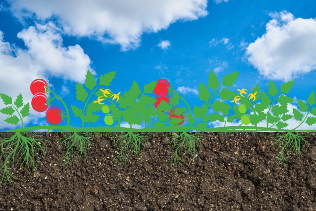 Plant Tomatoes Sideways or Bury Deeply The Secret To Huge Harvests