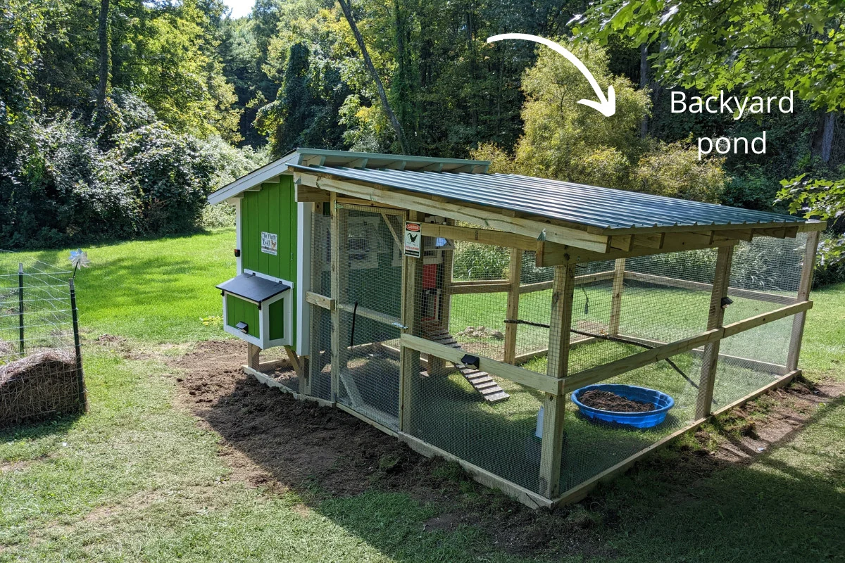 Chicken coop with attached run and pond in the background, arrow graphic point to text - backyard pond