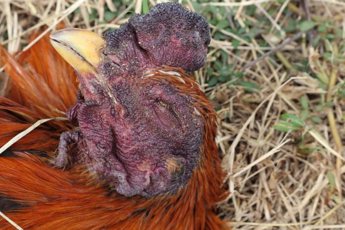 Sick chicken with purple comb