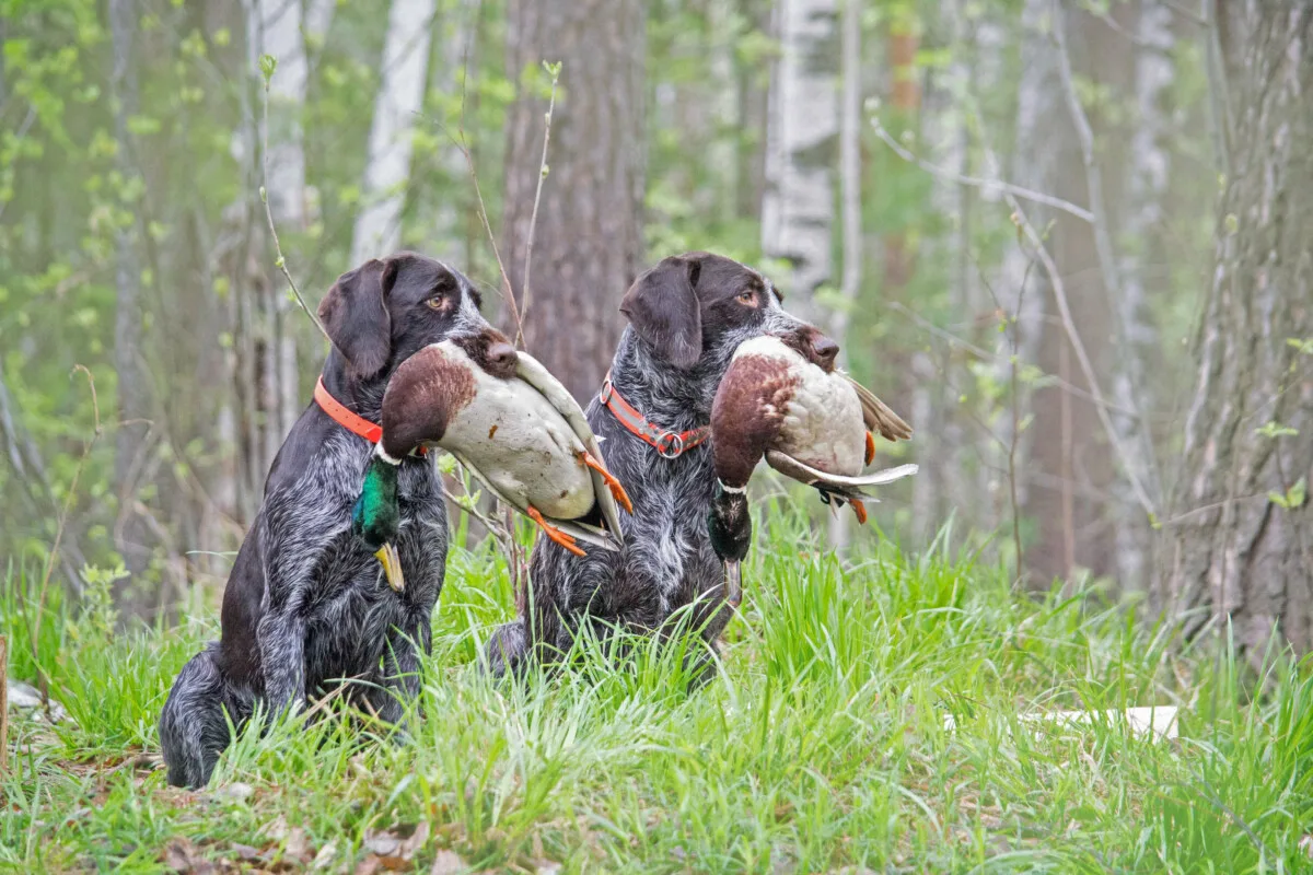 Two hunting dogs both with a duck in their mouth.