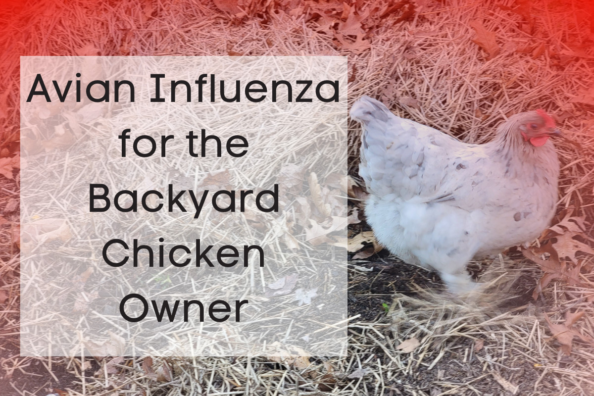 Photo of a chicken with red overlay and text - Avian Influenza for the Backyard Chicken Owner