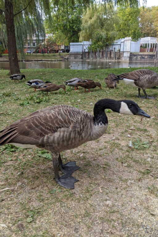 Avian Influenza – What Backyard Chicken Owners Need to Know About Bird Flu