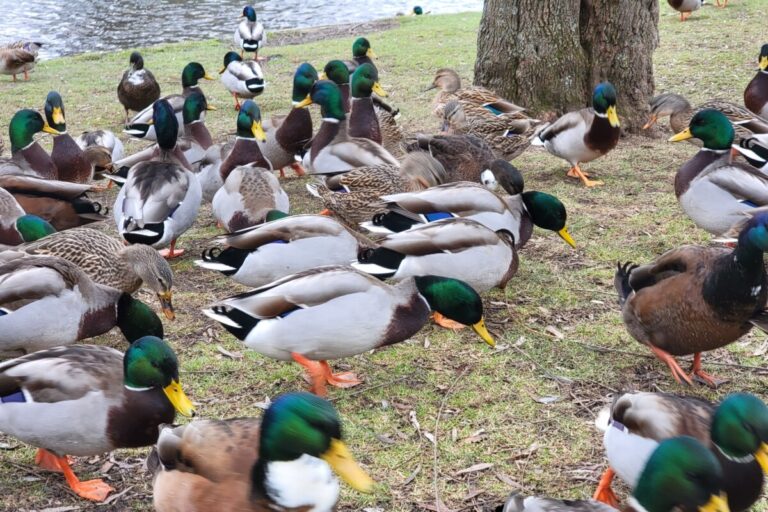 Avian Influenza – What Backyard Chicken Owners Need to Know About Bird Flu