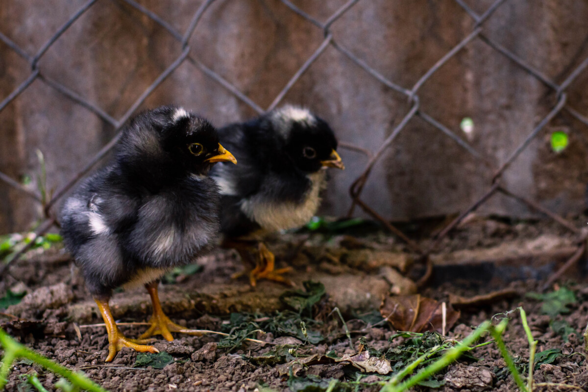 Barred Plymouth Rock chicks