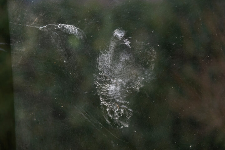 How To Stop Birds Flying Into Your Windows