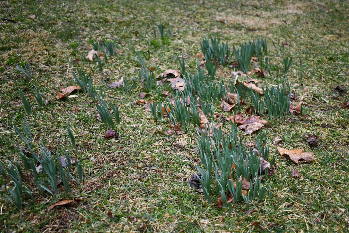 A section of lawn with multiple blind daffodil clumps.