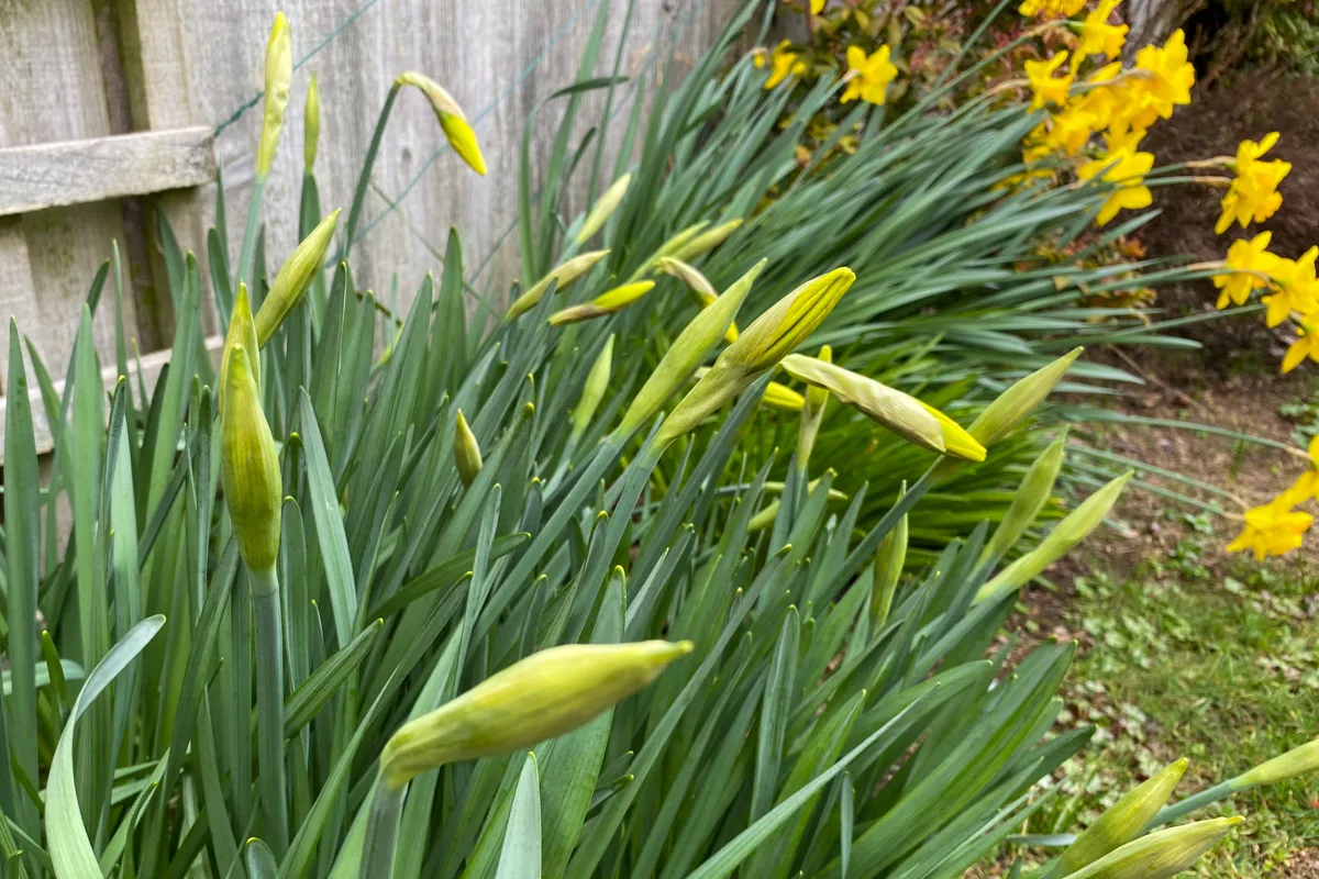 Daffodil buds in the foreground and blooms in soft focus in the background. 