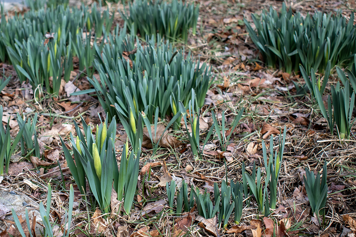 Daffodils that haven't bloomed yet.