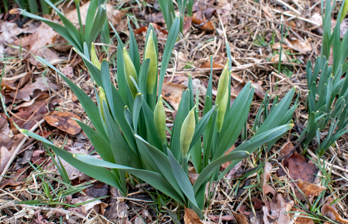 A small clump of daffodils growing up among leaf litter.
