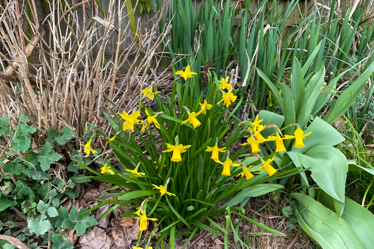 A clump of mini daffodils