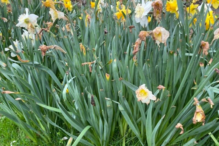 What to Do After Your Daffodils Bloom