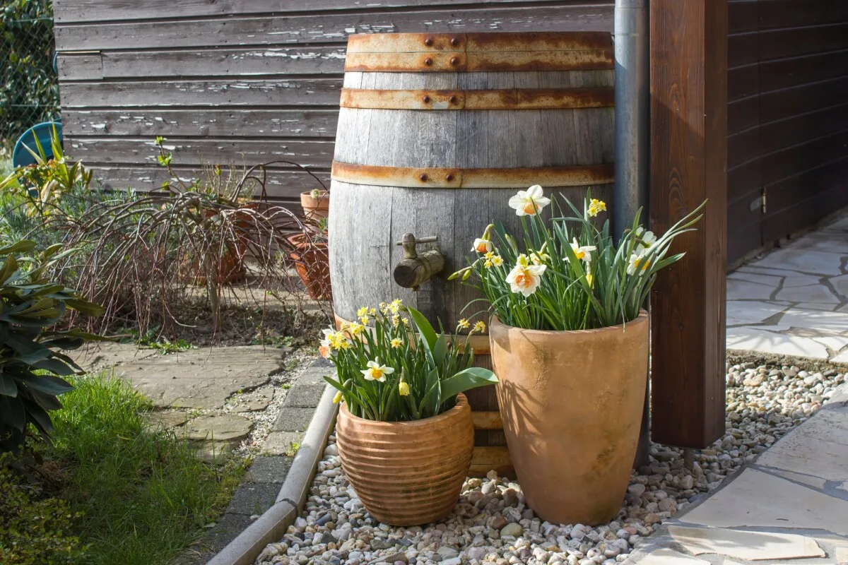 Two pots of daffodils sitting next to a rain barrel outside a home.