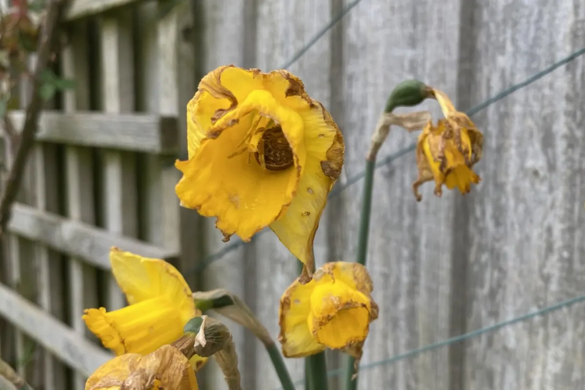 Dying daffodil blooms, one has a snail inside the flower.
