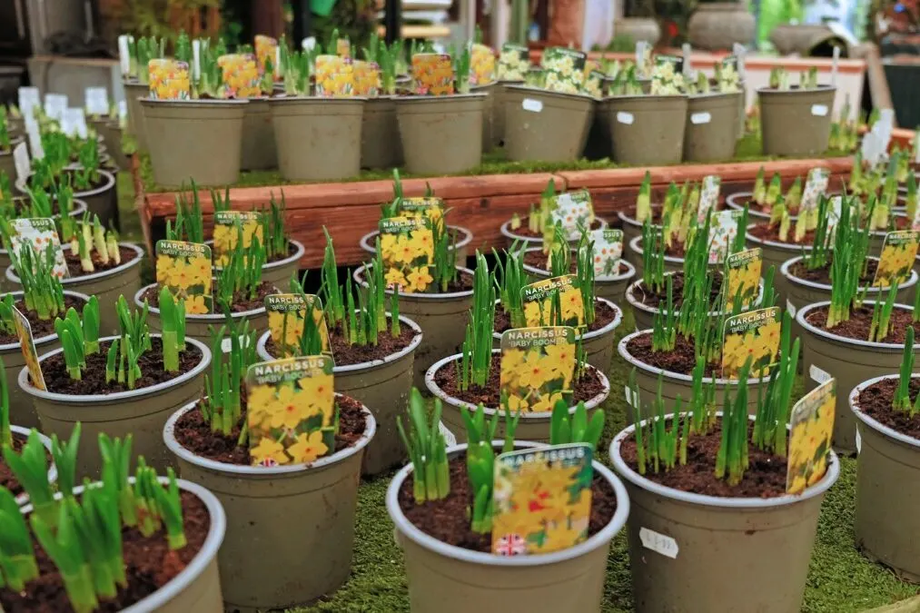 Potted daffodils for sale in a store.