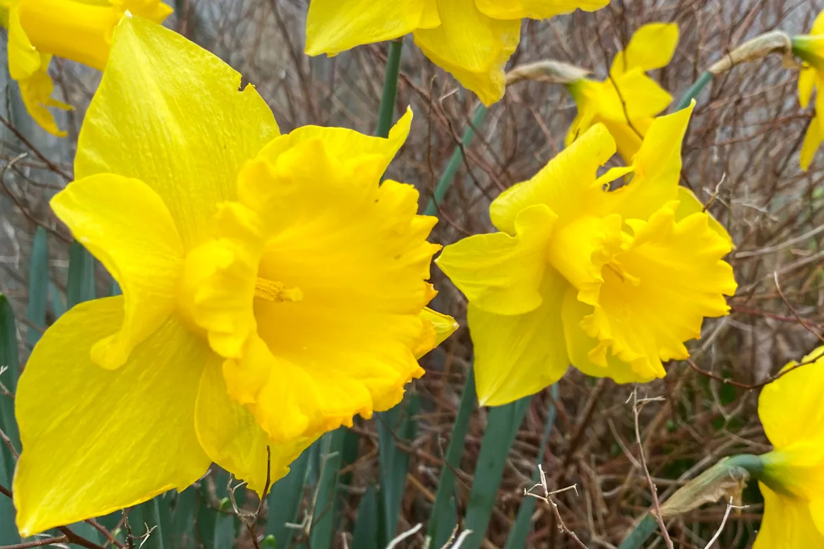 Close up of two daffodil blossoms.