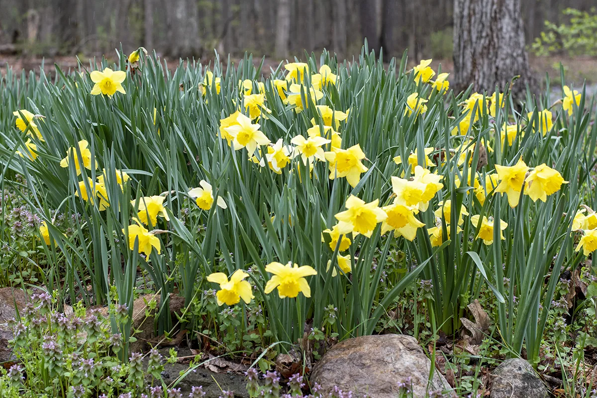Stand of daffodils alongside road