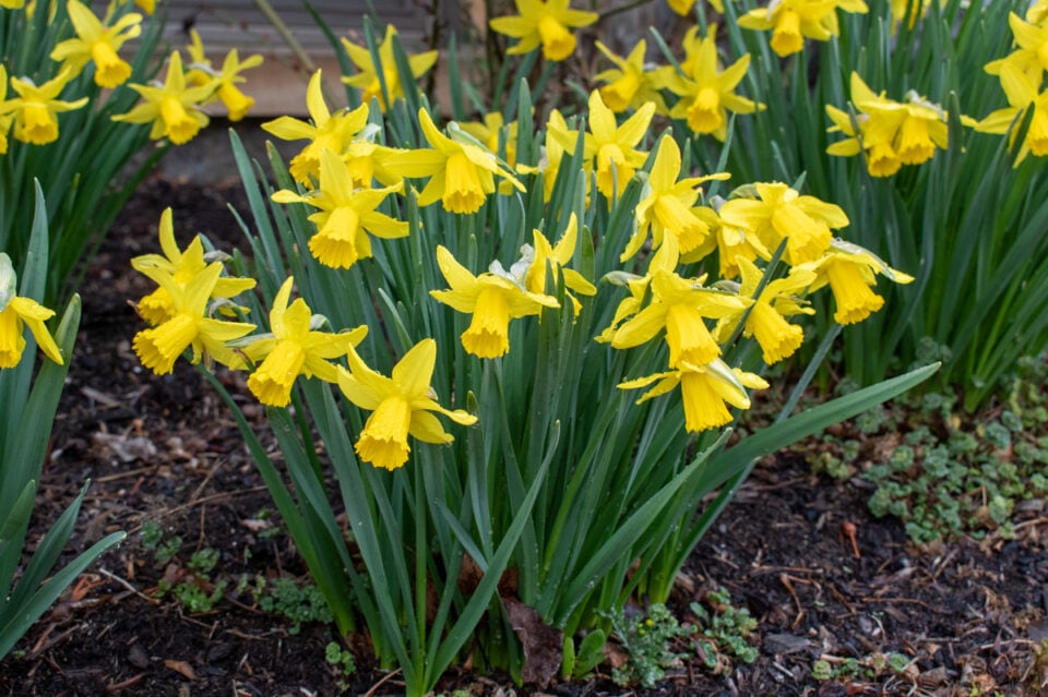 What to Do After Your Daffodils Bloom