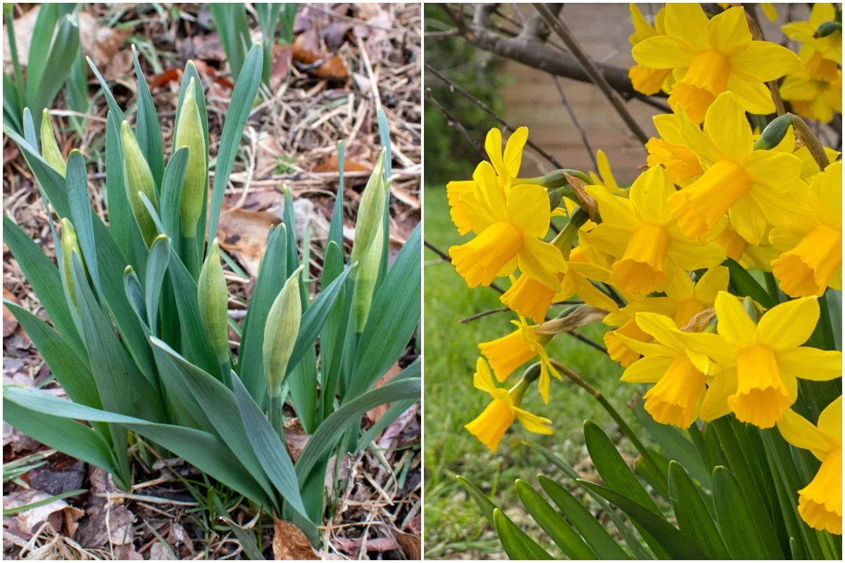 Gardener Needs To Know About Daffodils