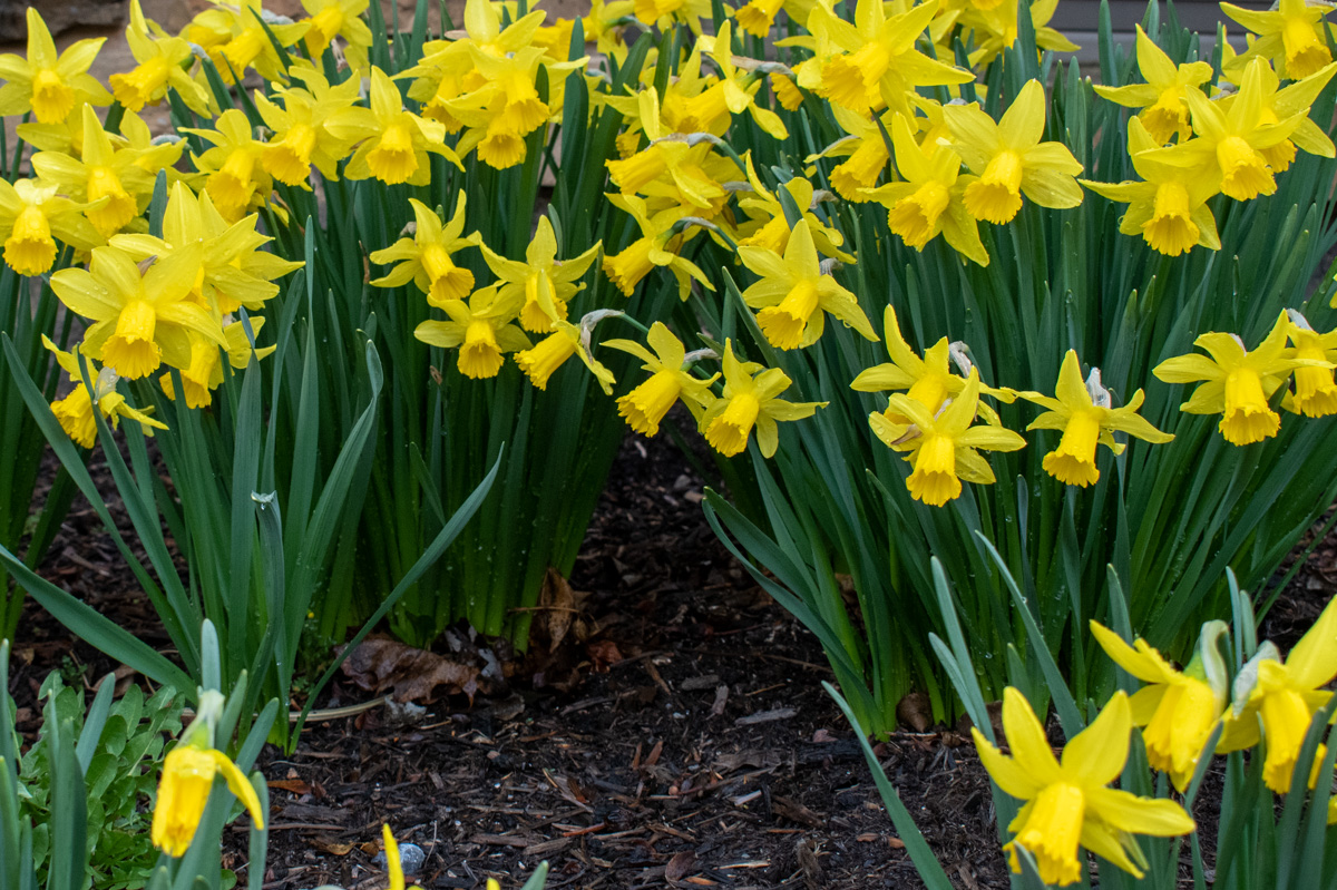 Soil beneath a clump of daffodils.