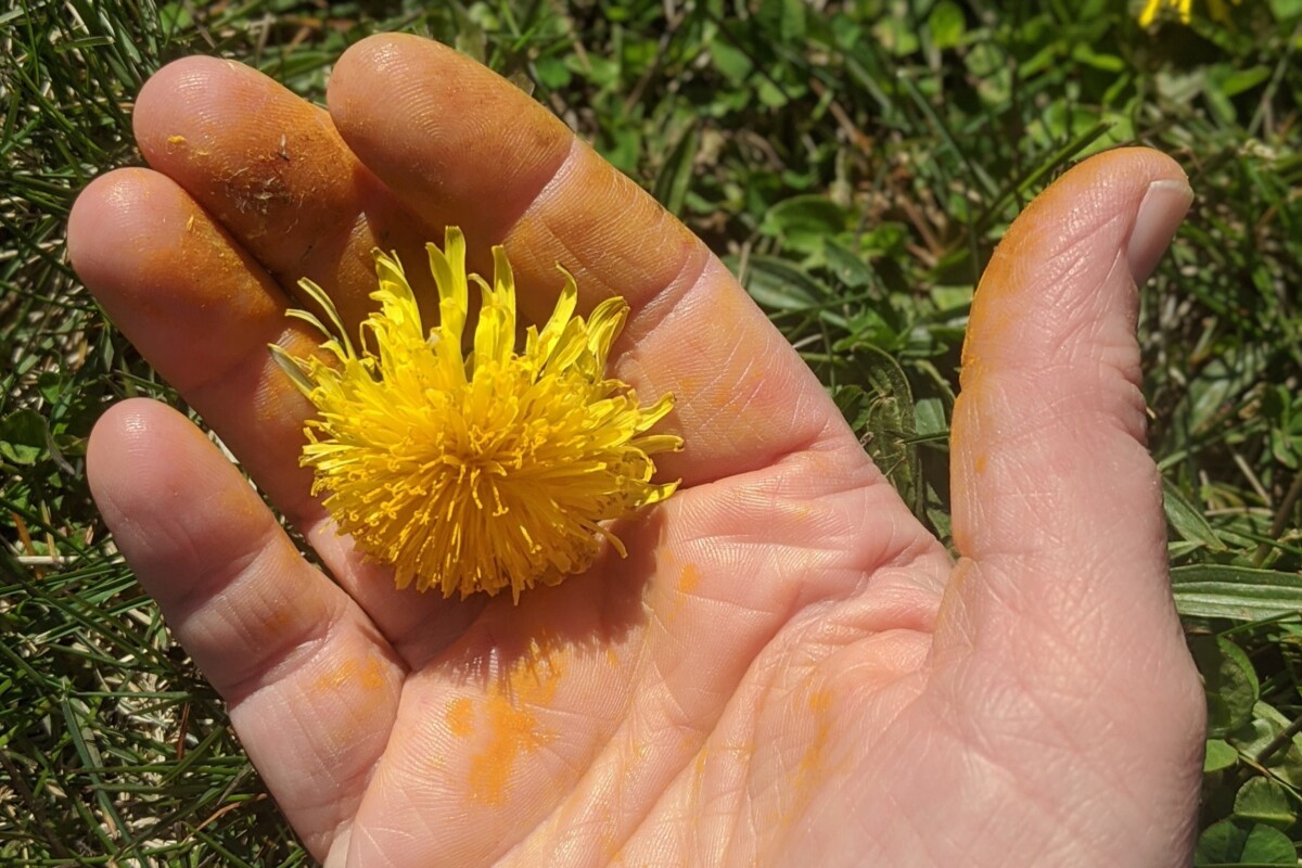 Woman's hand covered in yellow dandelion pollen