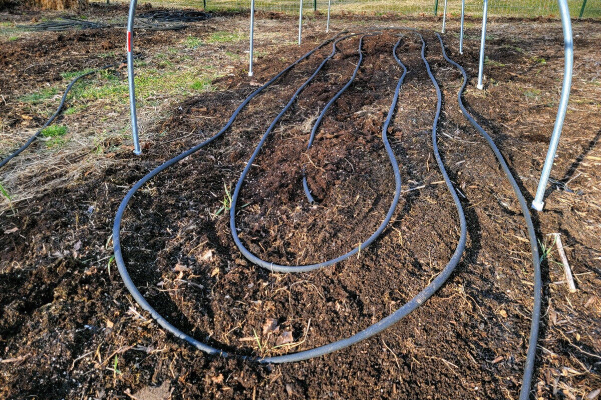 Bare garden bed with drip hose laid out.