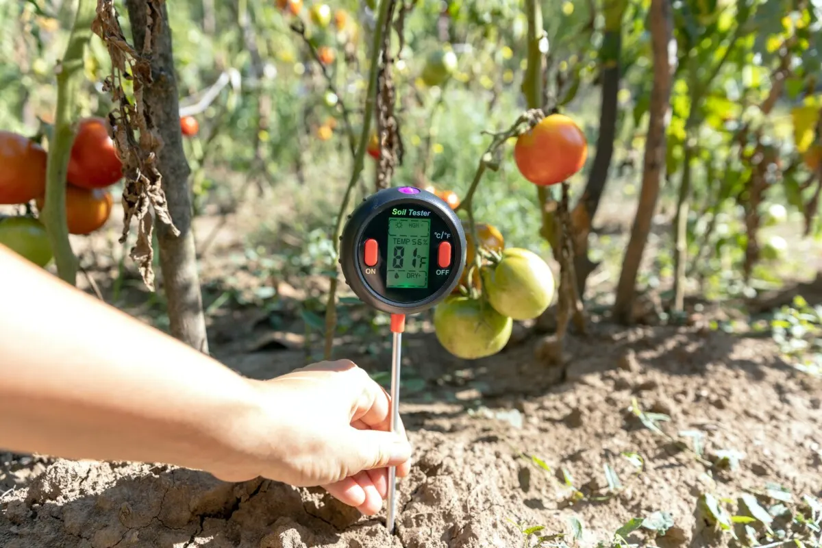 Soil thermometer reading 81 degrees F, dried tomato plants in the background. 