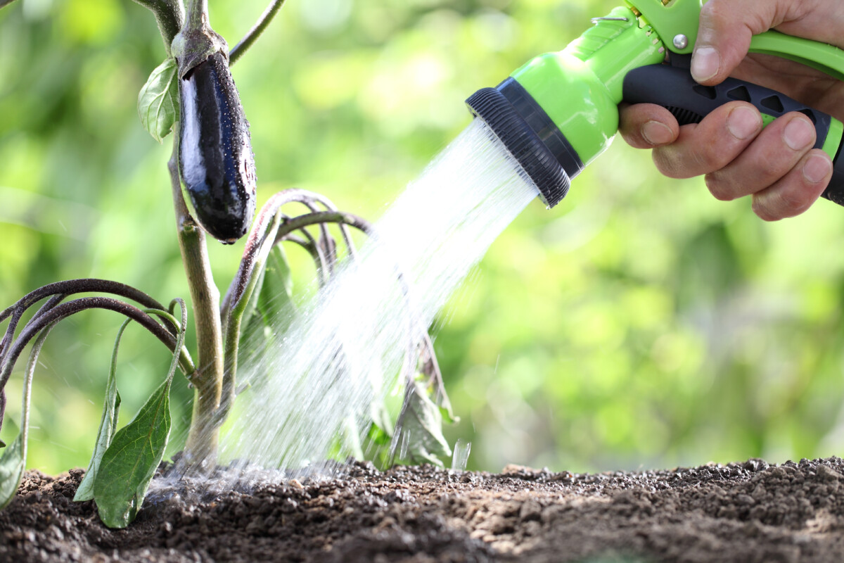 hand holding garden hose spraying base of wilted eggplant plant.