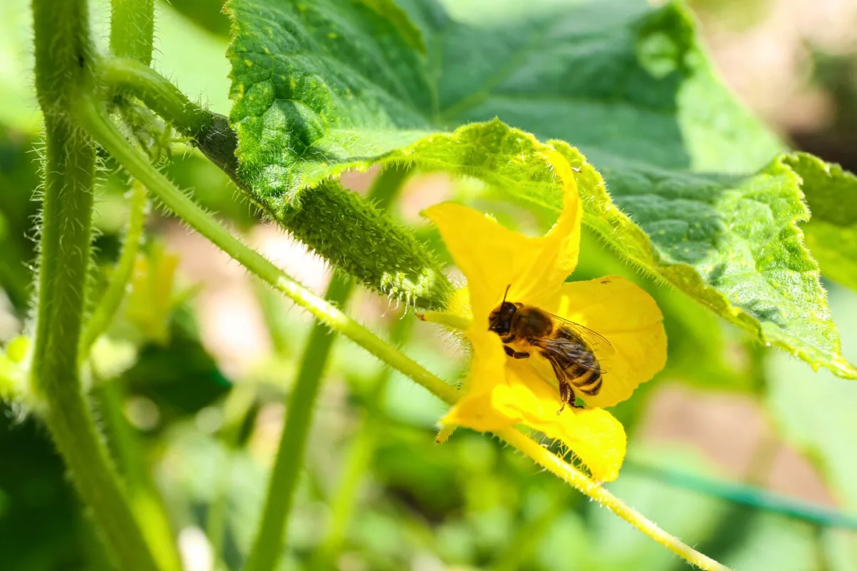 A bee pollinating a cucumber flower.