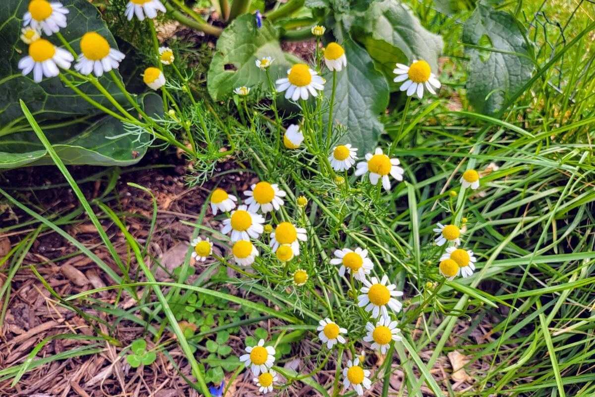Chamomile growing next to cabbage.