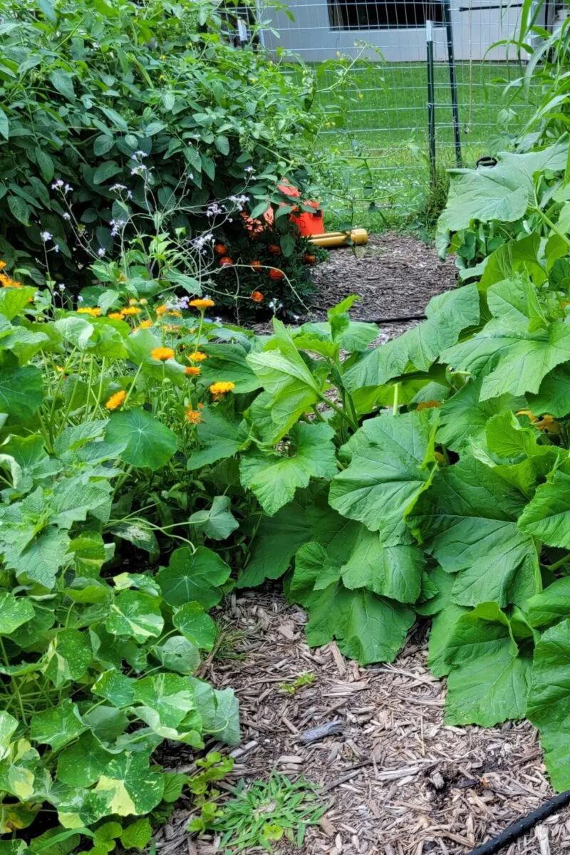 Large squash plant growing across garden path next to calendula.