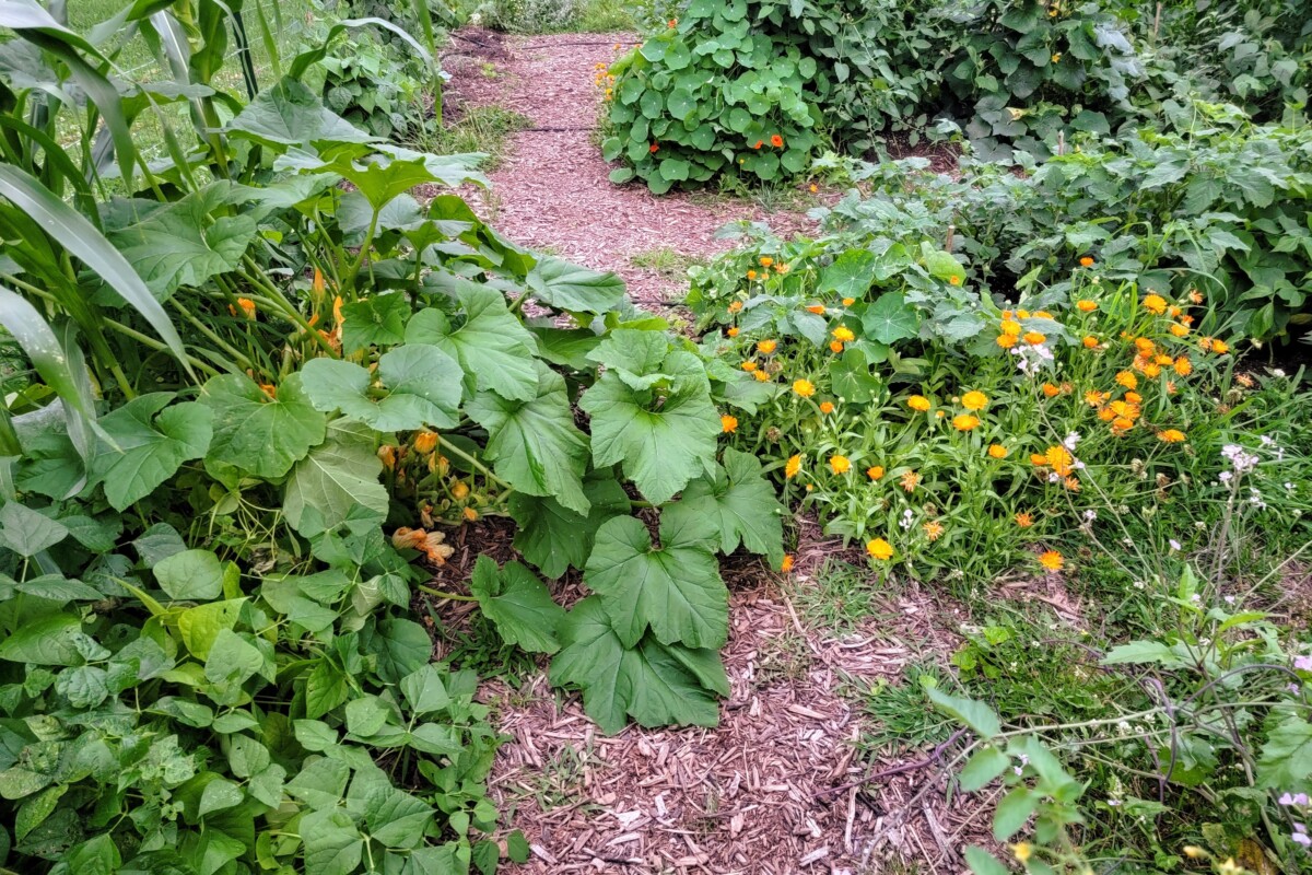 Garden with mulched paths.