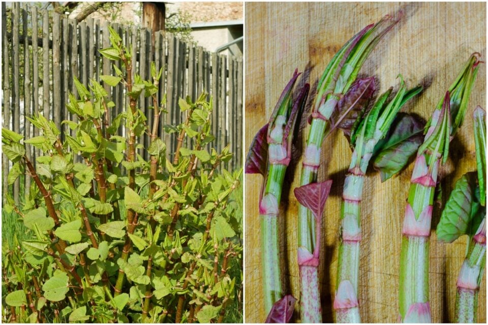 How To Control Japanese Knotweed (& Delicious Ways To Eat It)