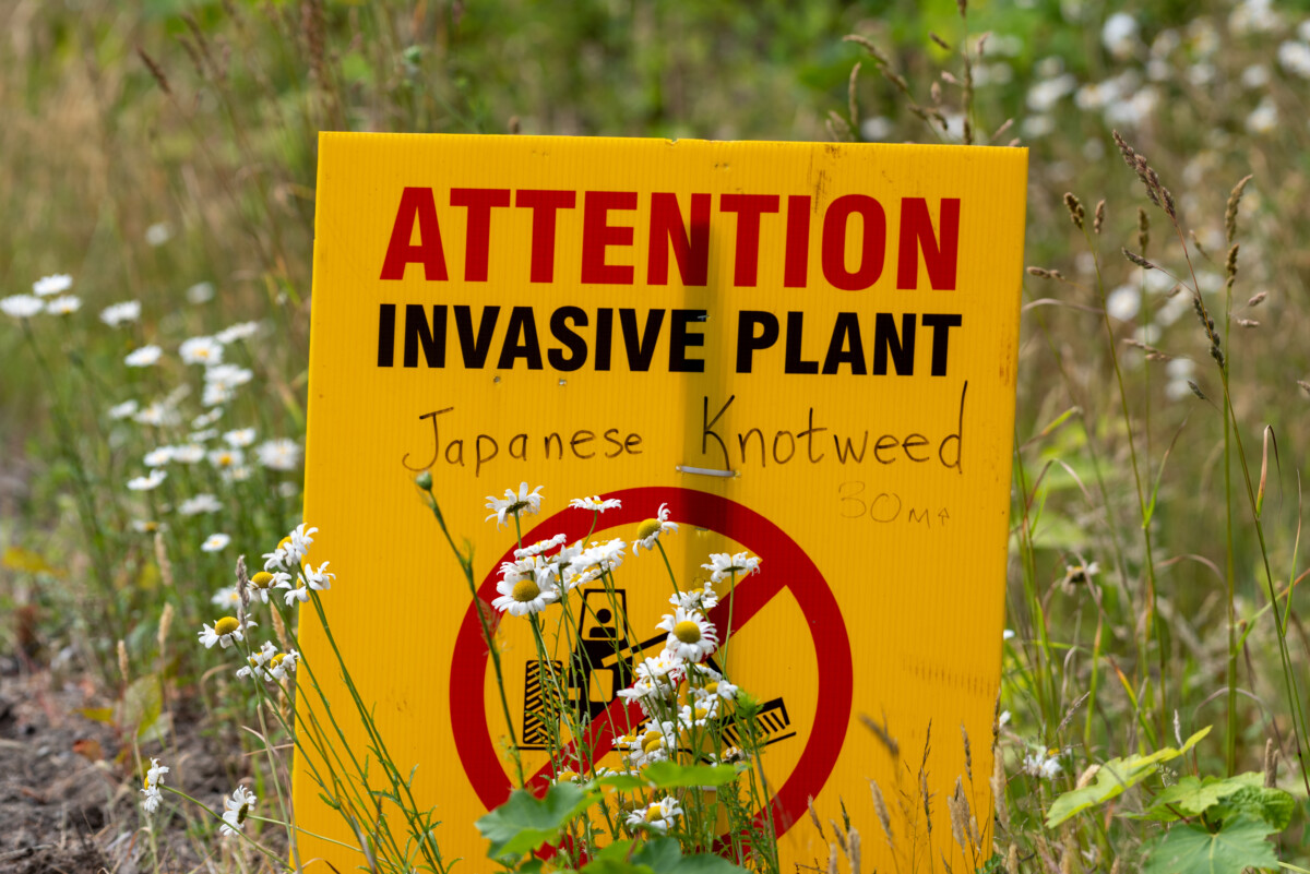 japanese-knotweed-warning.jpg