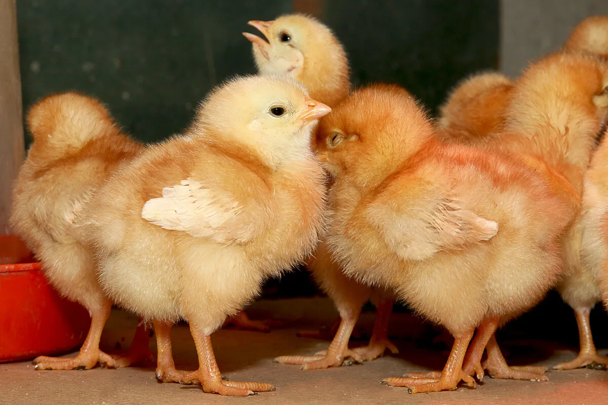 Lohmann Brown chicks
